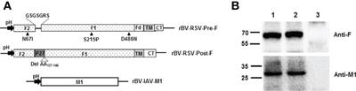 Virus-like particles containing a prefusion-stabilized F protein induce a balanced immune response and confer protection against respiratory syncytial virus infection in mice